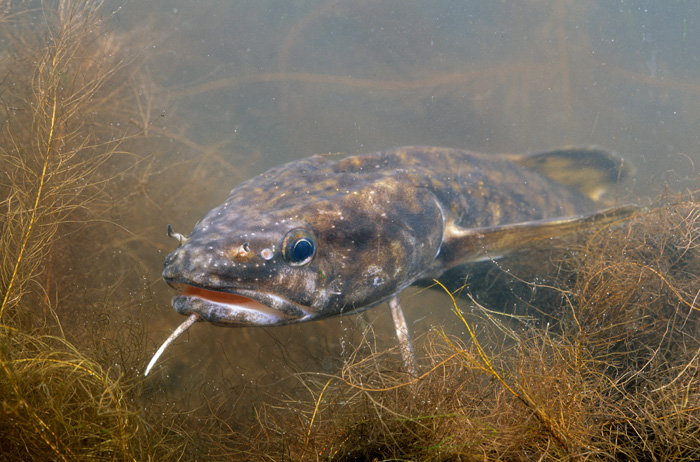 Запрет на лов налима устанавливается с 25 декабря