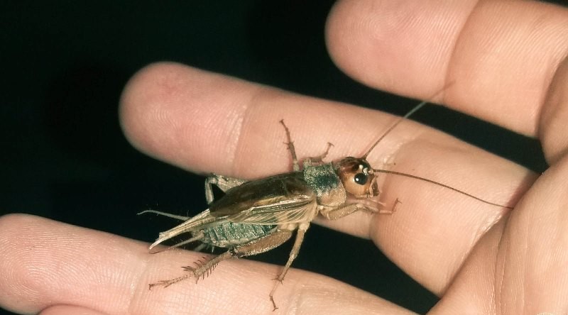 Производство протеиновых батончиков и муки из сверчков планируют запустить в Бобруйском районе