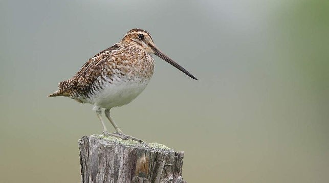 Сезон охоты на бекаса открывается в Беларуси