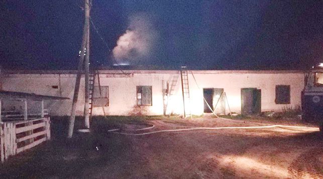 338 телок эвакуировали с горящей фермы под Могилевом