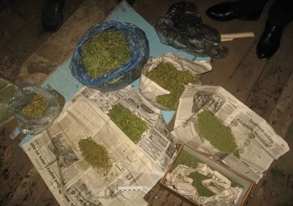 Лабораторию по выращиванию конопли обнаружили в Бобруйске