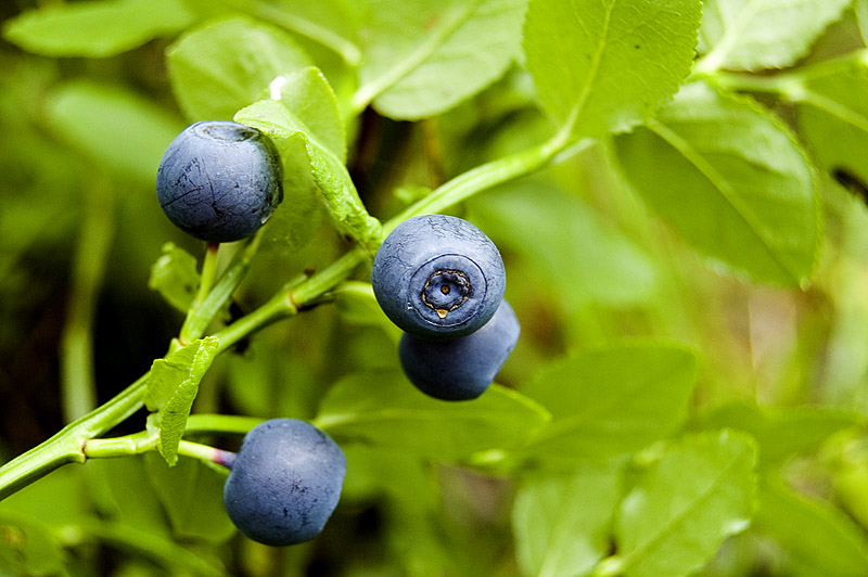Превышение радионуклидов выявлено в пробах черники из Быховского и Кричевского районов