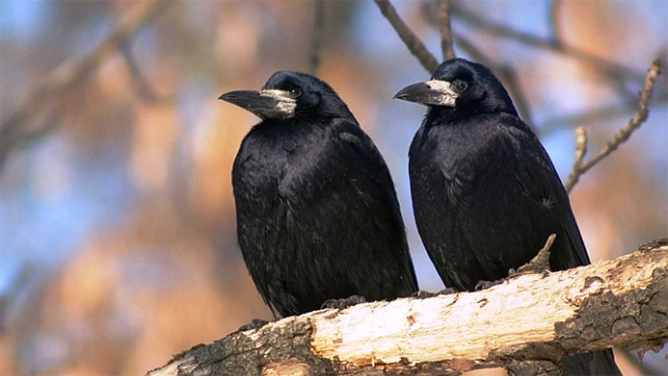 Дело пернатых, или Вы слыхали, как орут грачи?