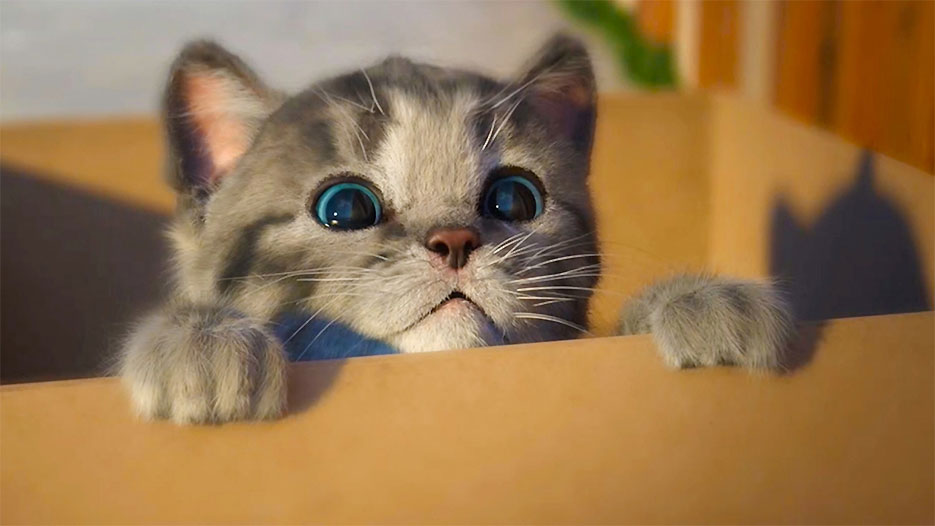 Сколько стоит котенок?