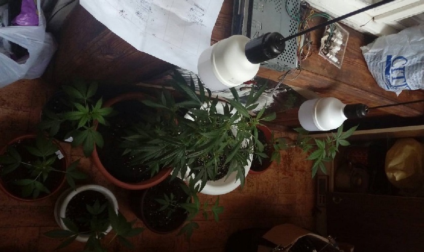 В Бобруйске задержан владелец мини-плантации по выращиванию конопли