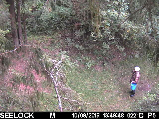 Фотоловушки продолжают выявлять нарушителей в лесах Могилевской области