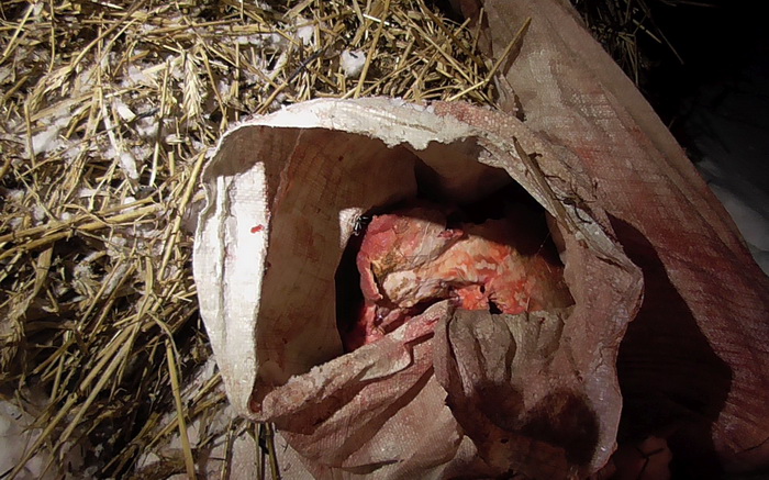 Штраф в 37 тысяч рублей и уголовная ответственность ждет браконьеров за убитую беременную лосиху в Дрибинском районе