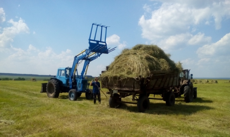 «Горячую линию» о ходе заготовки кормов проведет КГК Могилевской области