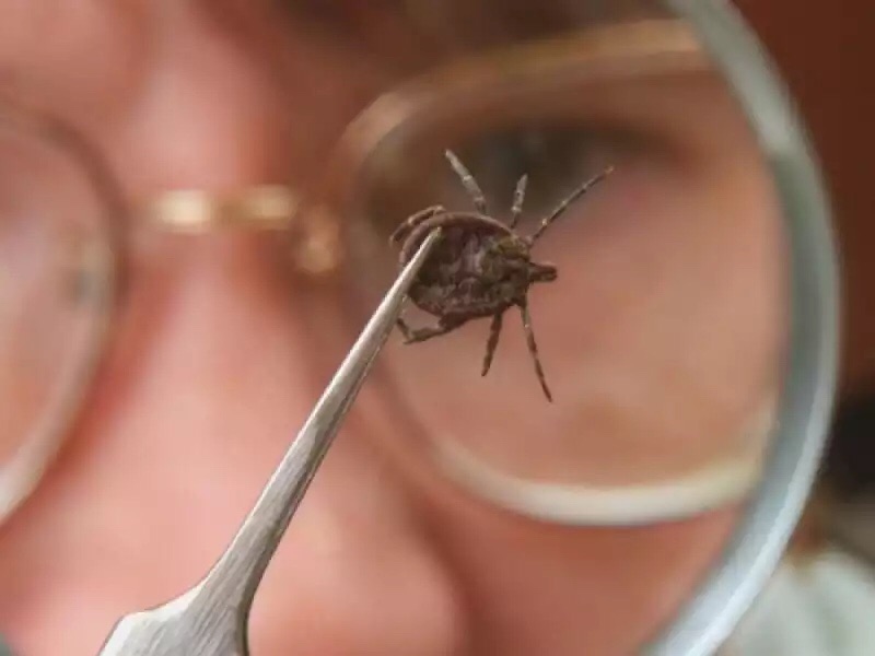 Первый случай укуса клеща зарегистрирован в Могилевском районе