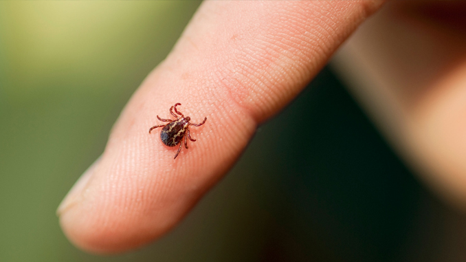Случаи присасывания клещей отмечены в Могилевской области
