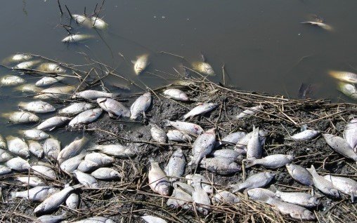 Природоохрана просит сообщать о заморах рыбы в водоемах Могилевской области