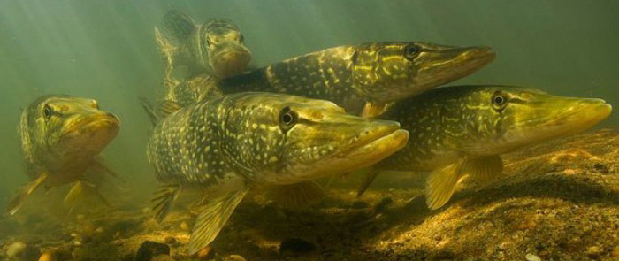 Лов щуки будет запрещен с 1 марта в Могилевской области