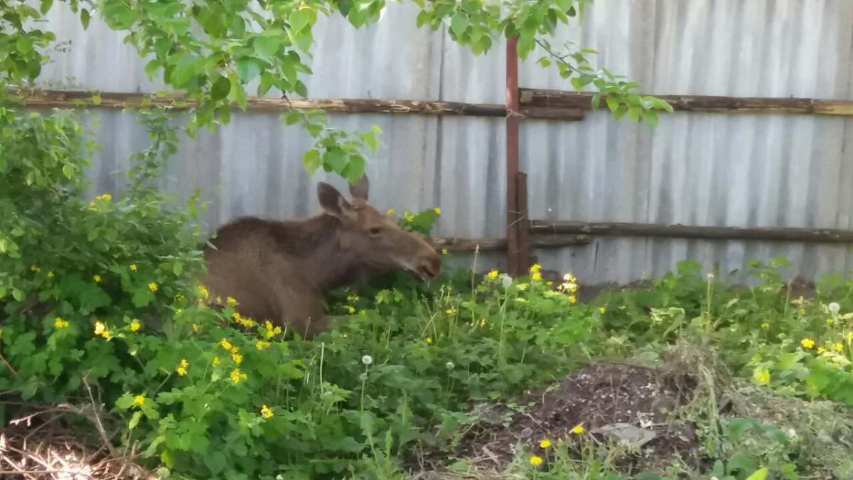 На  улице Ковзана в Бобруйске гулял лось