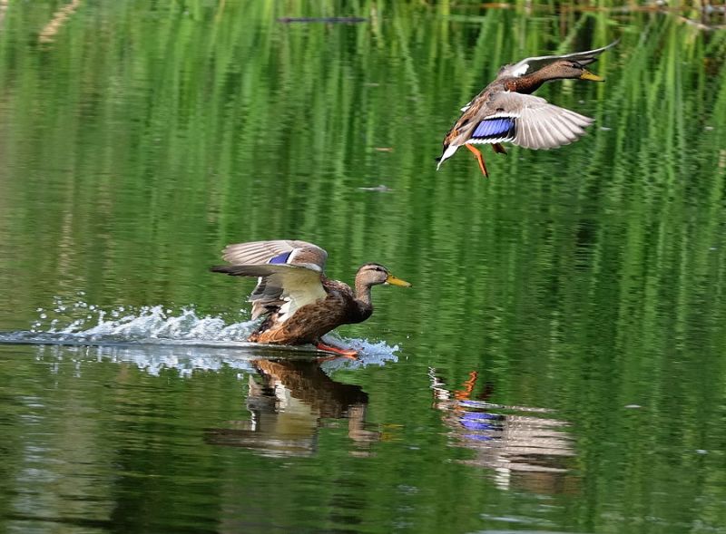 Охота на водоплавающую дичь открывается с 11 августа в Могилевской области