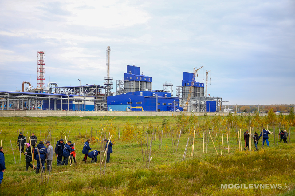В пригороде Могилева высадили более двух тысяч деревьев. Фото