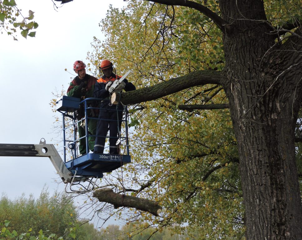Обучающий семинар по озеленению и обрезке деревьев прошел в Могилеве
