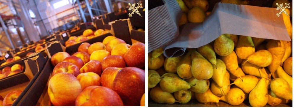 40 тонн польских фруктов задержали таможенники в Климовичском районе