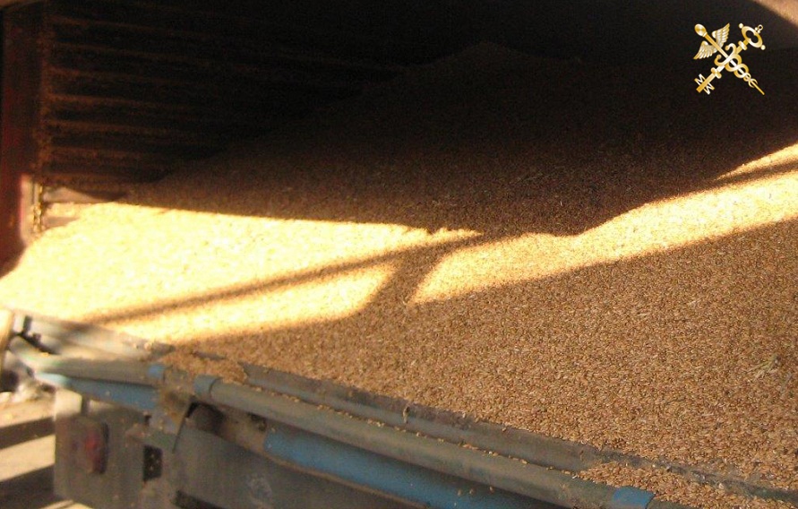 Более 63 тонн пшеницы без документов задержали могилевские таможенники