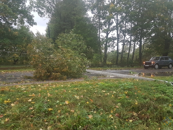 13 случаев падения деревьев из-за непогоды зафиксировано на Могилевщине. Фото