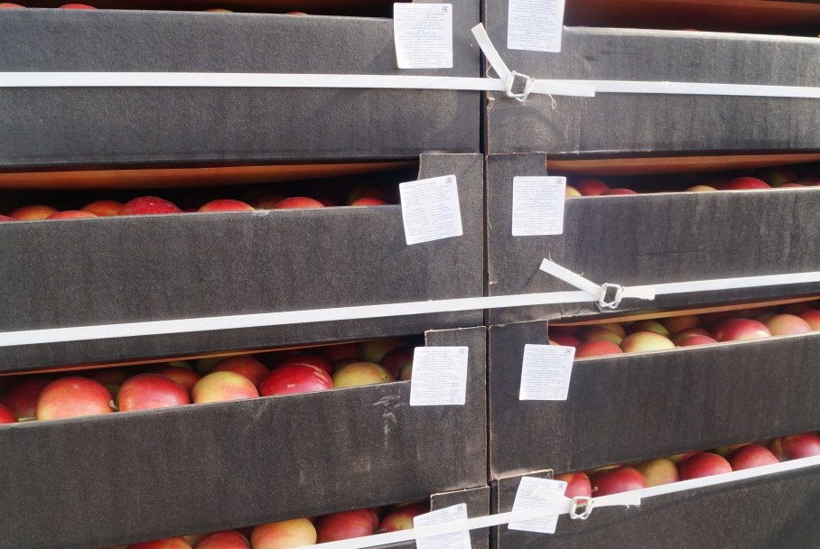 22 тонны нелегальных яблок пытались выдать за товар для личного использования