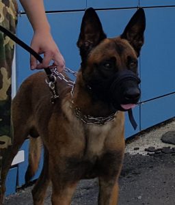 Гуляющих ночью голышом четверых могилевчан помогла задержать служебная собака