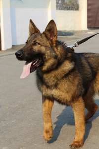 Служебная собака в Могилевском районе нашла пропавшую женщину за четыре с половиной километра от деревни