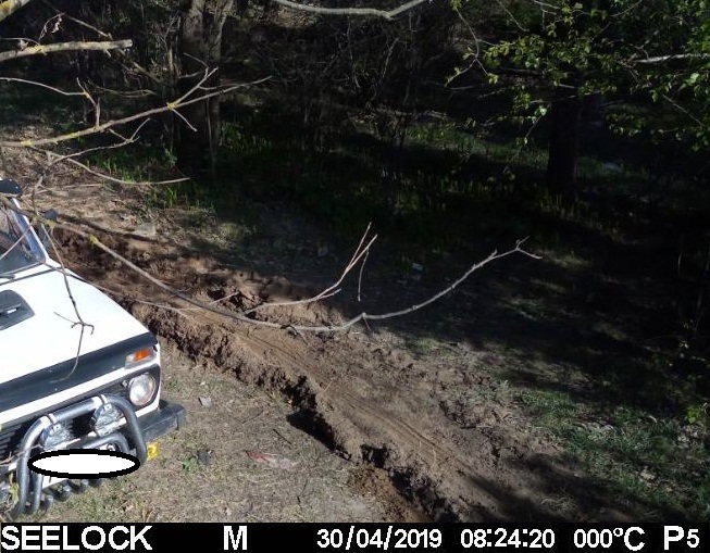 Фотоловушка зафиксировала нарушителя запрета на посещение леса в Могилевском районе