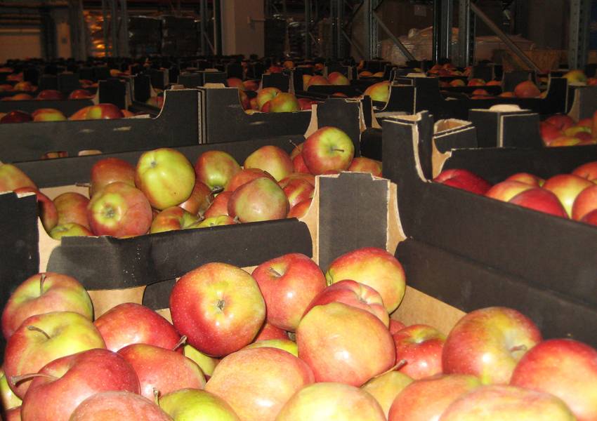 Более 19 тонн польских яблок с недействительными документами задержали могилевские таможенники около Мстиславля