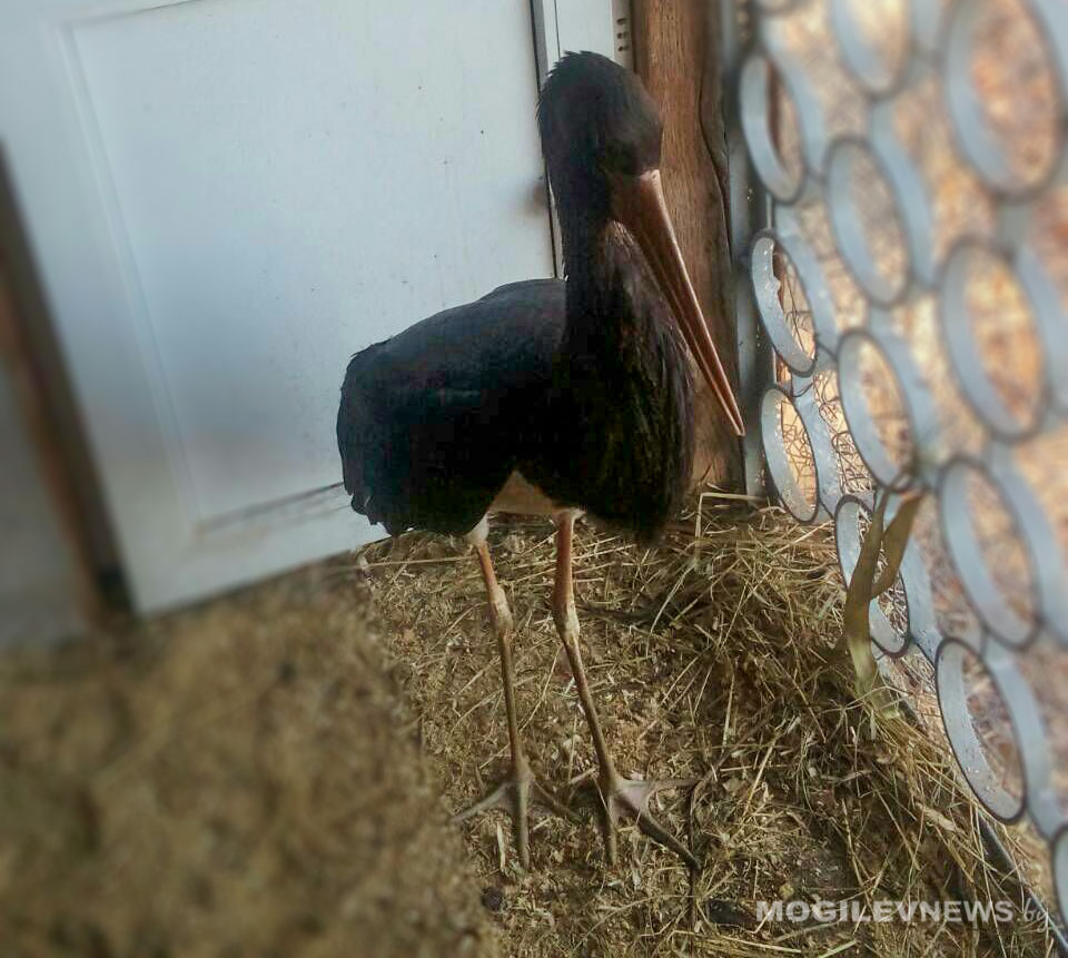 Черный аист поселился в Могилевском зоосаде