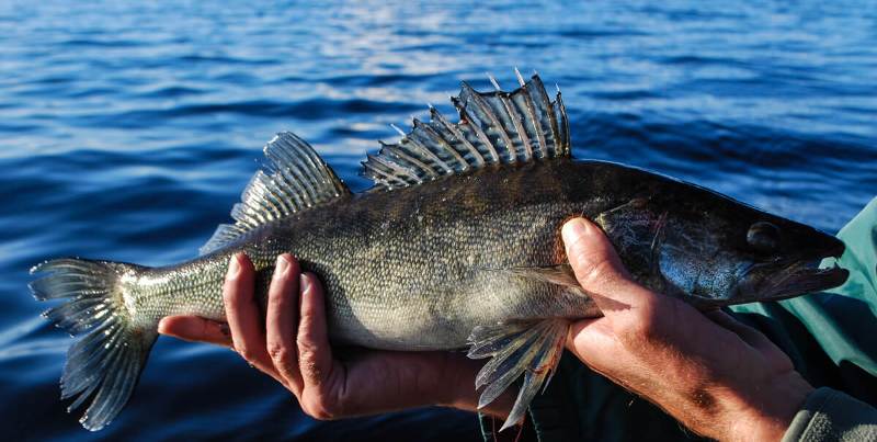 Запрет на лов судака устанавливается с 15 апреля