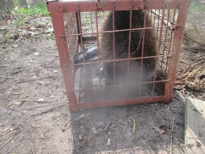 На пустыре в Могилеве обнаружили бобра