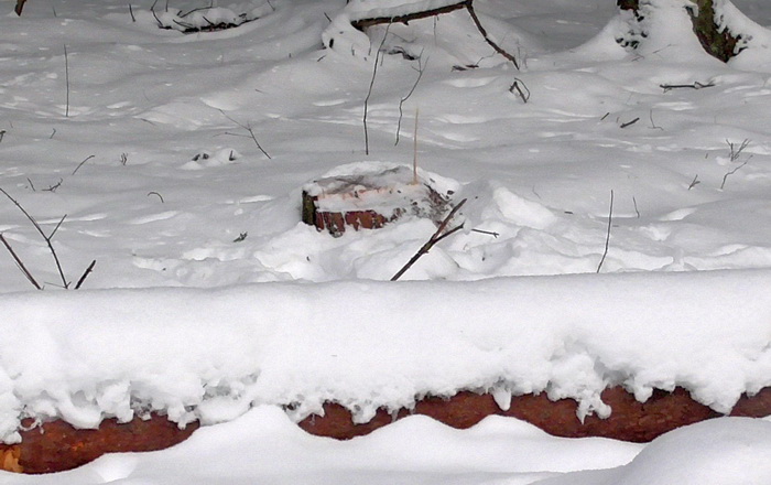 Незаконно спиленные деревья два месяца пролежали в снегу в Чаусском лесхозе