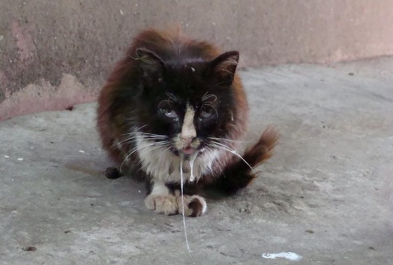 41 случай бешенства среди животных зарегистрирован в Могилевской области за 8 месяцев