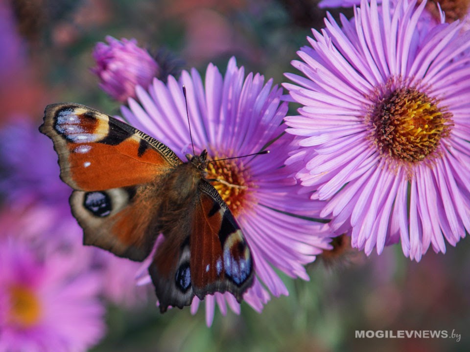 Налоговая: Для продажи цветов не обязательно быть ИП, достаточно заплатить единый налог