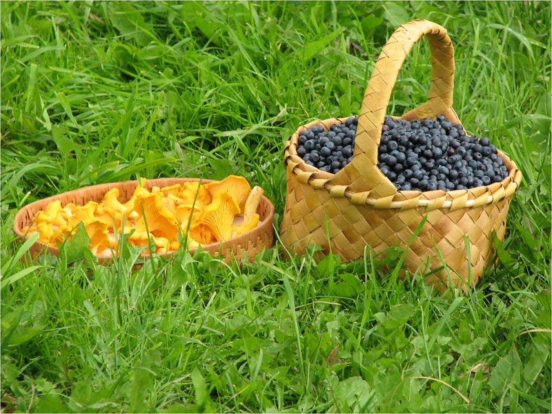 Чернику, собранную в Могилевской области, экспортируют в страны Евросоюза