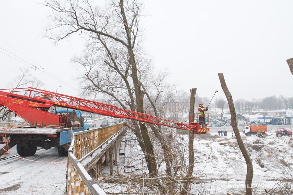 81  дерево взамен запланированных к удалению 33 высадят в Могилеве