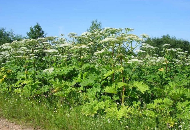 Борщевик Сосновского на площади более 120 га планируется уничтожить в текущем году в Могилевской области