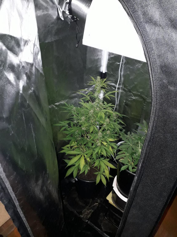 Помещения для выращивания конопли обнаружили в Могилеве и Осиповичах