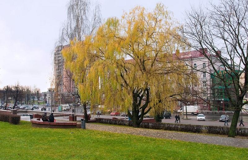 В выходные без осадков и около +10 градусов