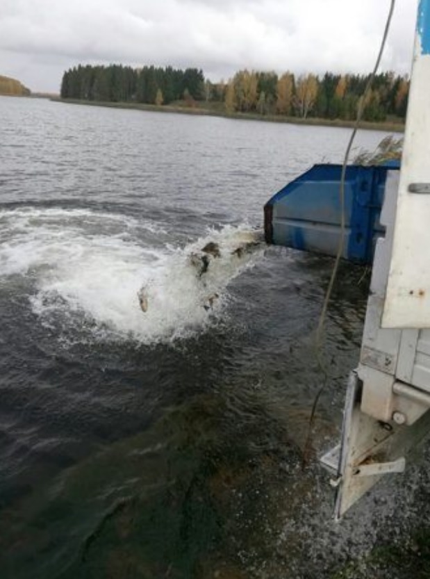 Более 1,6 тысячи кг карпа вселено в водохранилище Горецкого района