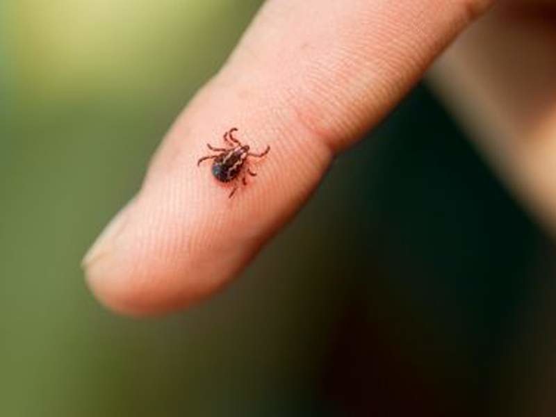 Напряженной остается эпидситуация по клещам в Могилевской области