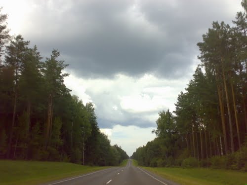 Почти 33 % площади лесного фонда Могилевщины находится в зоне с загрязнением почвы