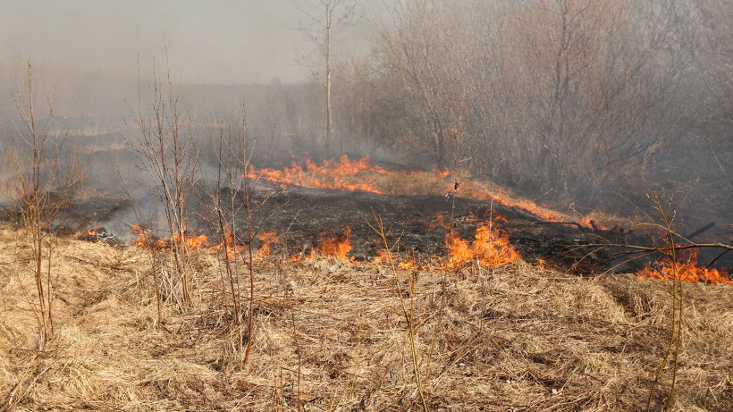 Проект по восстановлению осушенных торфяников начнут реализовать в Могилевской области в текущем году