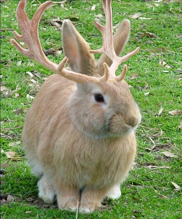 Браконьер «перепутал» лося с зайцем в Осиповичском районе