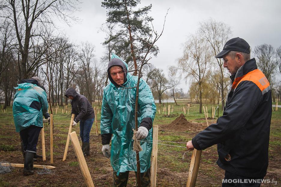 Почти 25 тысяч деревьев и кустарников планируется высадить в Могилевской области в 2018 году