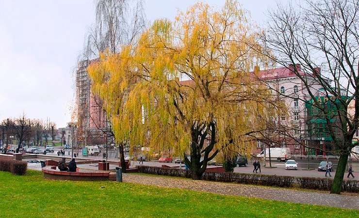 Без осадков и около +10 градусов ожидается в первой половине недели в Могилевской области