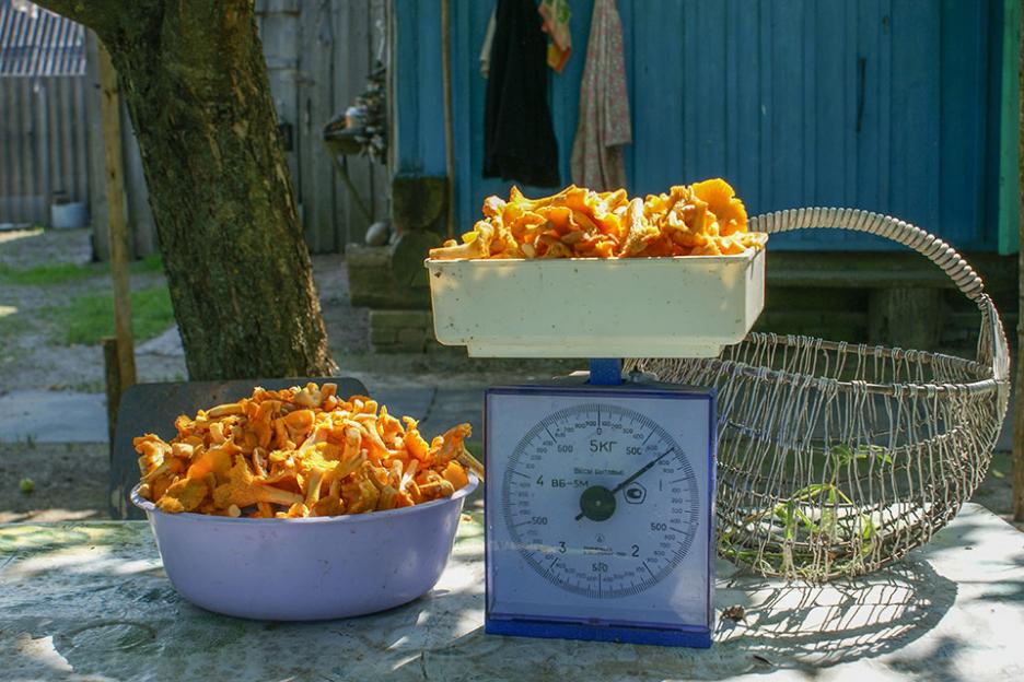 8 случаев отравления грибами зарегистрировано в Могилевской области