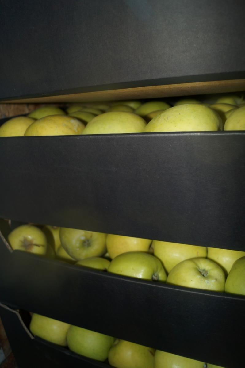 Почти 50 тонн яблок без документов задержали в Горецком и Мстиславском районах