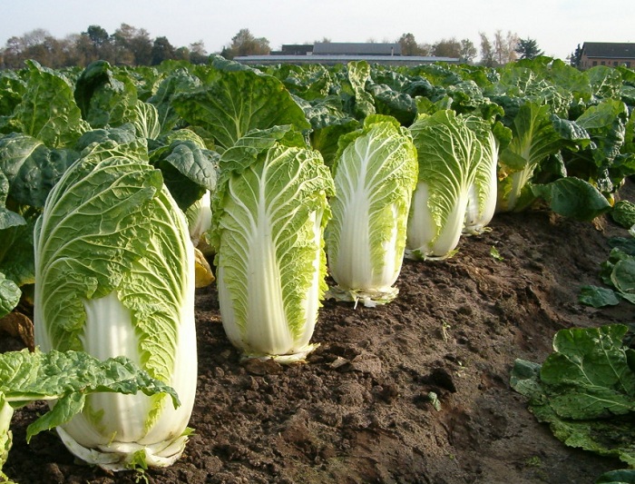 38 тонн польских яблок и пекинской капусты перемещались по территории ЕАЭС под видом белорусских