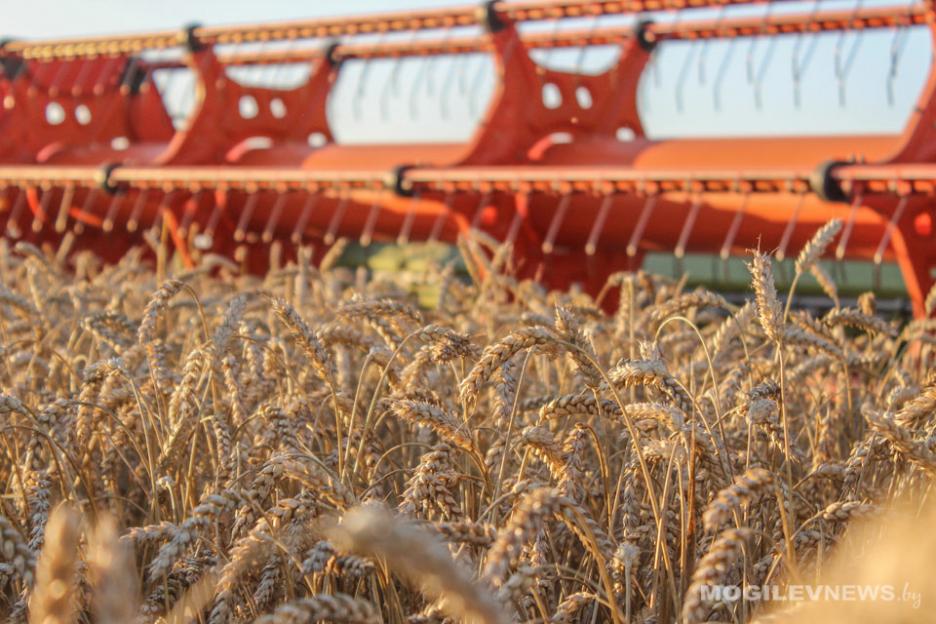 Перед Могилевской областью стоит задача намолота 1,15 млн. тонн зерна